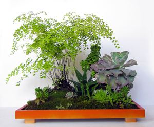 铁线蕨组合