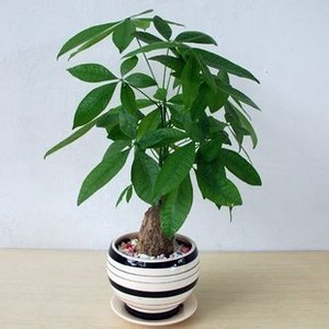 小发财树