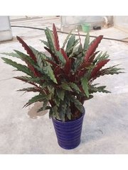 紫背竹芋