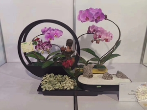 兰花组合