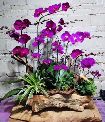 紫蝴蝶兰