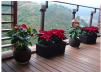 室内植物4